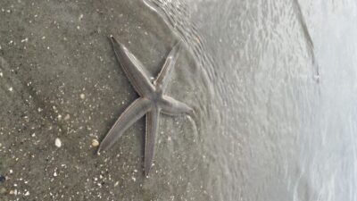 Hilton Head Island: Disappearing Island and Dolphin Tour - From Lowcountry Watersports to the Water: Meeting and Getting Set