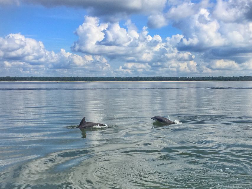 Hilton Head Island: Disappearing Island and Dolphin Tour - The 20-Minute Stop on Disappearing Island: Shells, Sand Dollars, and Rules