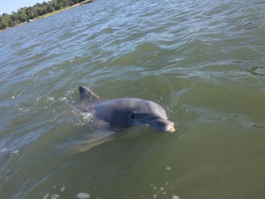 Hilton Head Island: Disappearing Island and Dolphin Tour - Calibogue Sound Dolphin Watching: How the Crew Makes It Count