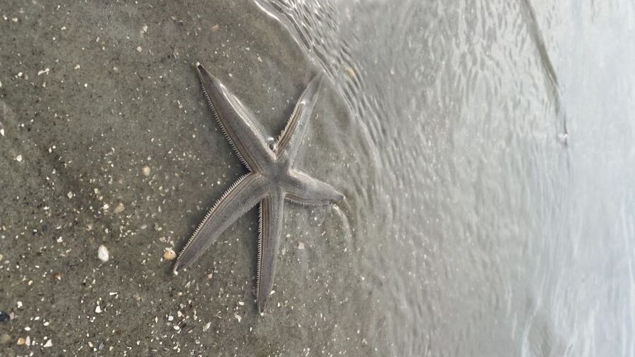 Hilton Head Island: Disappearing Island and Dolphin Tour - From Lowcountry Watersports to the Water: Meeting and Getting Set