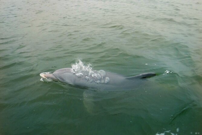 Hilton Head Island Dolphin Boat Cruise - Broad Creek Dolphin Watching: The Real Reason This Works