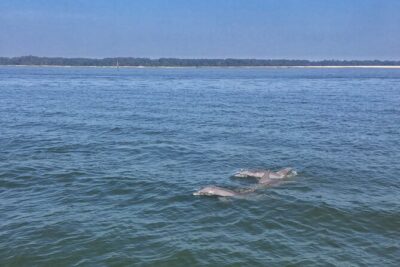 Hilton Head Island Dolphin Boat Cruise - Where You Board: Palmetto Bay Marina and the Helmsman Way Address