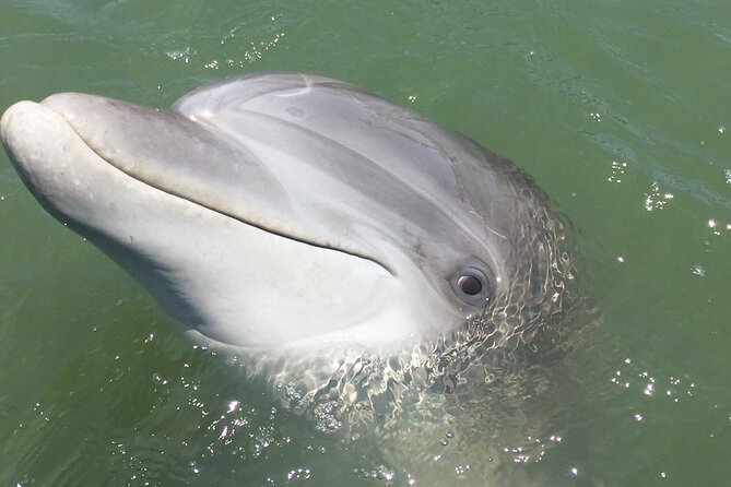 Hilton Head Island Dolphin Boat Cruise - Birds and Marsh Life: The Stuff You Notice Once Someone Points It Out