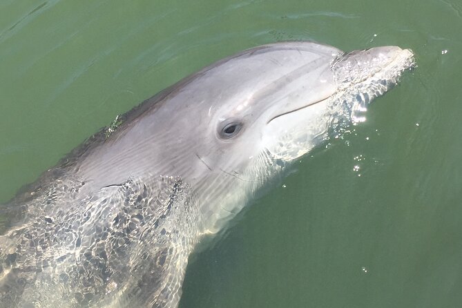 Hilton Head Island Dolphin Boat Cruise - Price and Value: Why $39.99 Feels Competitive