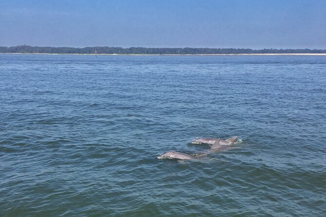 Hilton Head Island Dolphin Boat Cruise - Where You Board: Palmetto Bay Marina and the Helmsman Way Address