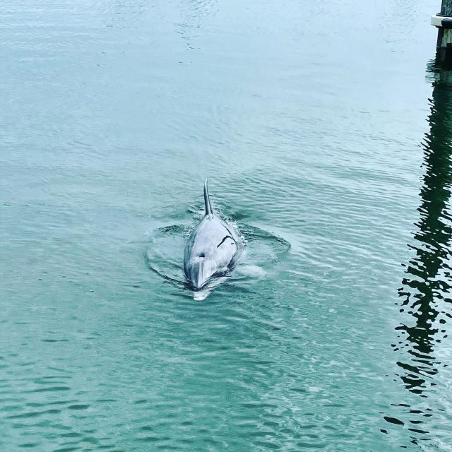 Hilton Head Island: Dolphin Cruise & Nature Tour - Key things to know before you go