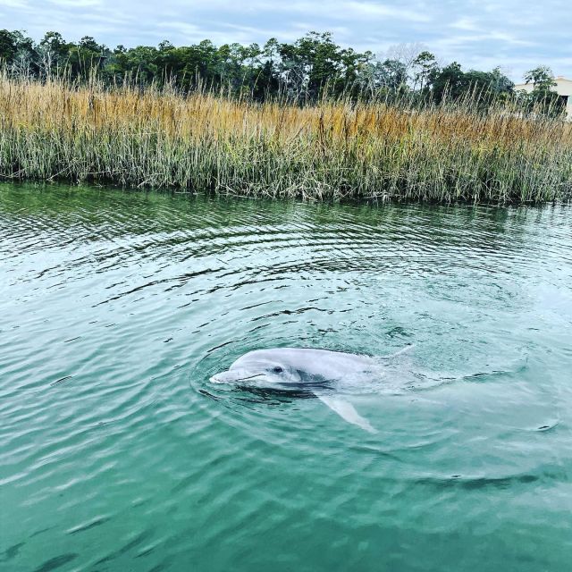 Hilton Head Island: Dolphin Cruise & Nature Tour - What you’ll see around Broad Creek, Long Cove, and the private shoreline world