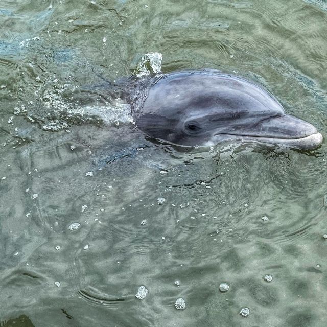 Hilton Head Island: Dolphin Cruise & Nature Tour - Who should book this dolphin and nature cruise
