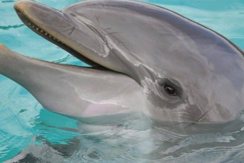Hilton Head Island: Dolphin Cruise & Nature Tour - How the captain finds dolphins (and why that search is part of the fun)