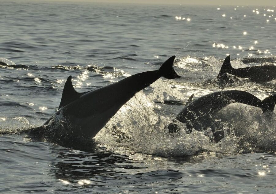 Hilton Head Island: Dolphin Nature Cruise - Key things to know before you go