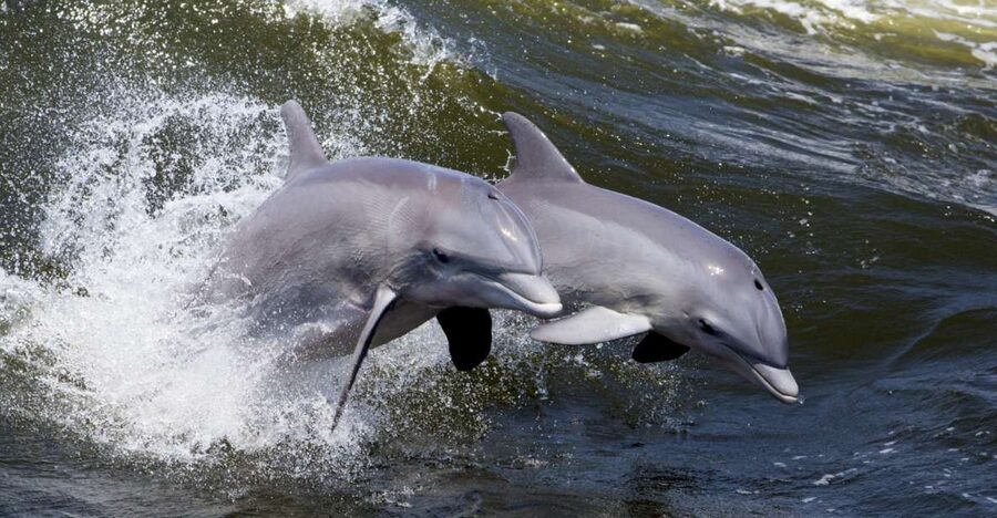 Hilton Head Island: Dolphin Nature Cruise - Dolphin sightings: why the guarantee changes the whole experience