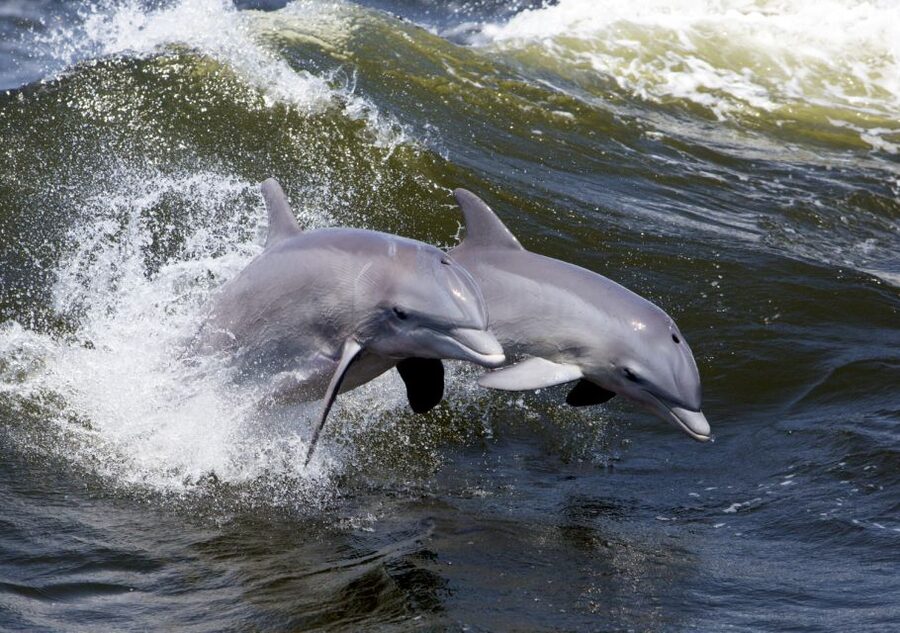 Hilton Head Island: Dolphin Nature Cruise - Sea Pines Resort vehicle fee: plan your drive to avoid surprises