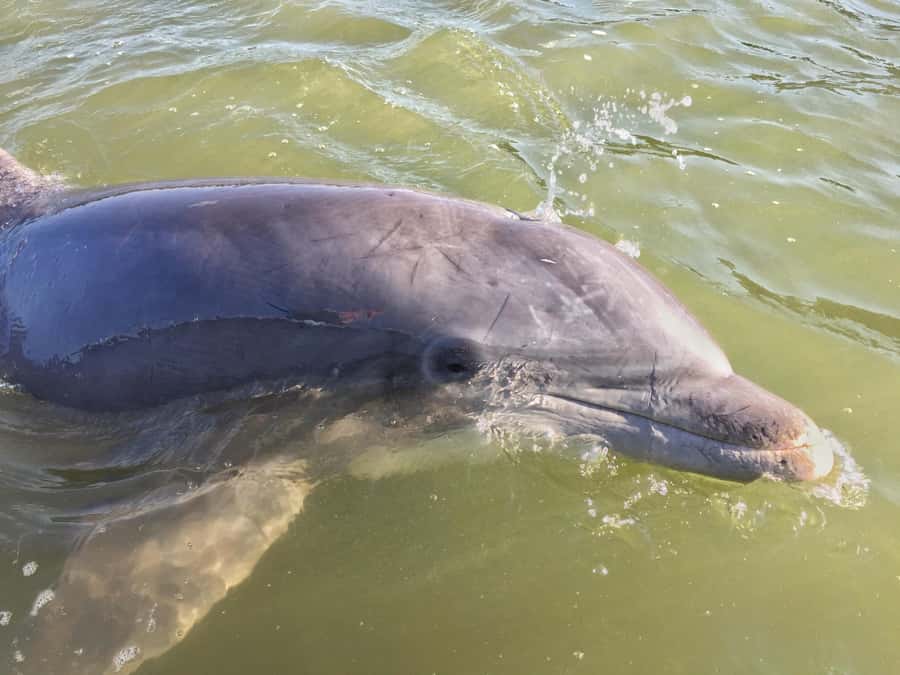 Hilton Head Island: Dolphin Tour at Sunset & Fireworks Show - Key Things That Make This Cruise Worth It