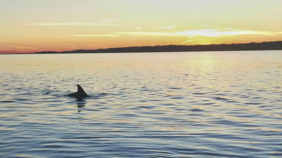 Hilton Head Island: Dolphin Watching 3-Course Dinner Cruise - Key Things I’d Notice First
