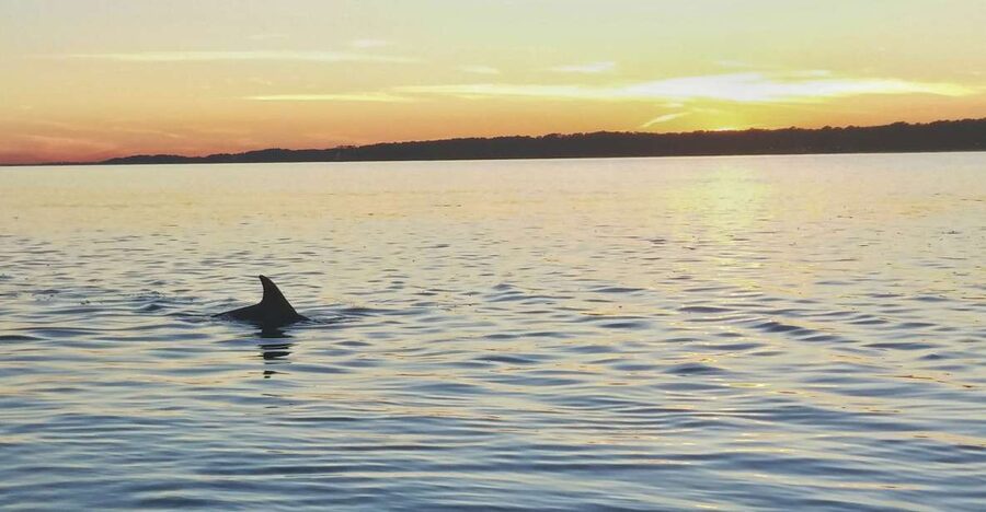 Hilton Head Island: Dolphin Watching 3-Course Dinner Cruise - Dolphin Watching Without the Pressure