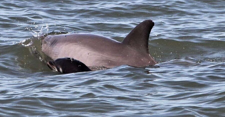Hilton Head Island: Dolphin Watching Cruise with Donuts - What the 90 Minutes Feels Like on the Water
