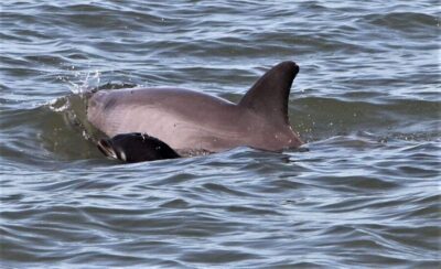 Hilton Head Island: Dolphin Watching Cruise with Donuts - Getting to Lowcountry Watersports and Finding the Meeting Point