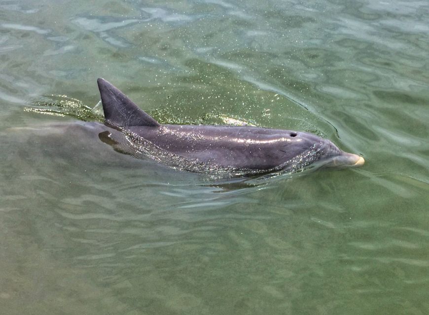 Hilton Head Island: Dolphin Watching Cruise with Donuts - Captain Bev and the Human Side of the Narration