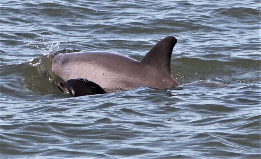 Hilton Head Island: Dolphin Watching Cruise with Donuts - Getting to Lowcountry Watersports and Finding the Meeting Point