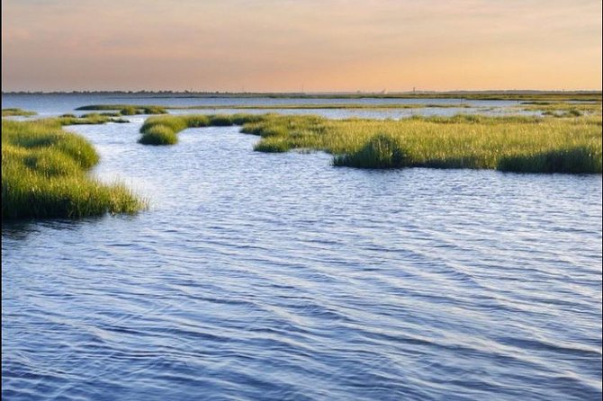 Hilton Head Island Ocean Dolphin Cruise - Calibogue Sound: Where Dolphins and Shore Birds Share the Spotlight