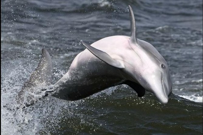Hilton Head Island Ocean Dolphin Cruise - Comfort, Seating, and the Best Way to See Dolphins