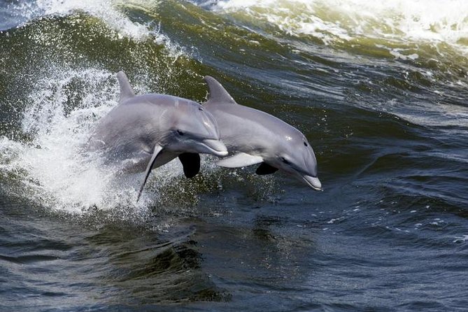 Hilton Head Island: Ocean Dolphin Cruise - Dolphin Sightings: Guaranteed, Wild, and Often Fast