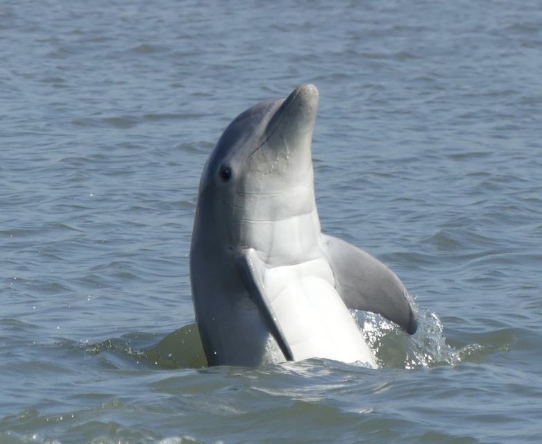 Hilton Head Island: Private Dolphin and Nature Tour - Why This Private Dolphin Tour Feels Worth It on Hilton Head