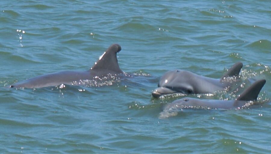 Hilton Head Island: Private Dolphin and Nature Tour - Who This Tour Is Best For (And Who Might Want a Different Option)