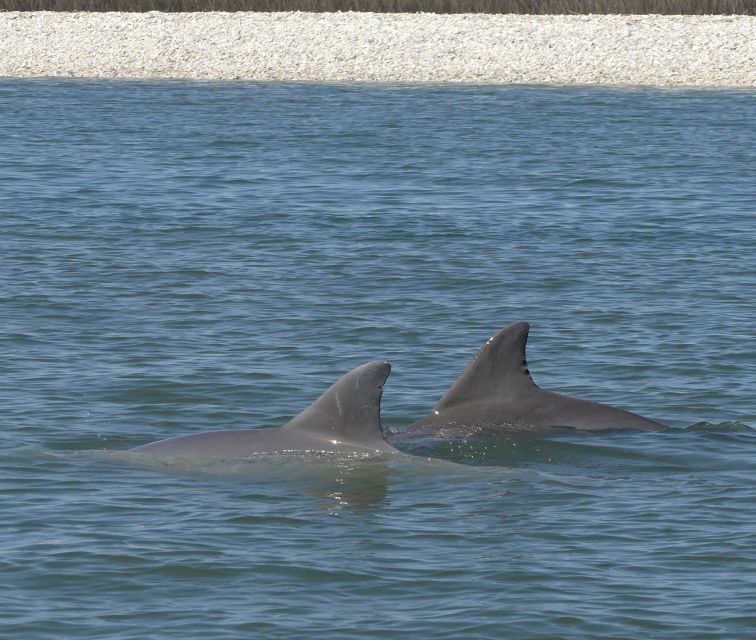 Hilton Head Island: Private Dolphin and Nature Tour - Meeting Point, 90 Minutes Afloat, and the Practical Stuff