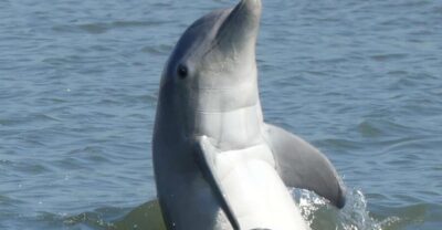 Hilton Head Island: Private Dolphin and Nature Tour - Calibogue Sound Dolphin Watching: The Main Event