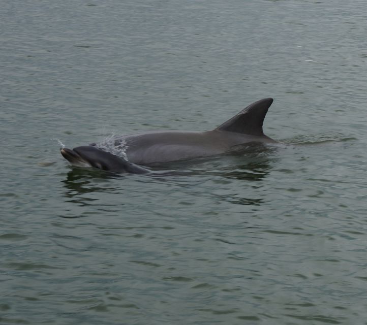 Hilton Head Island: Private Dolphin and Nature Tour - Daufuskie Island and Harbour Town Pass-By Views (Without the Crowds)