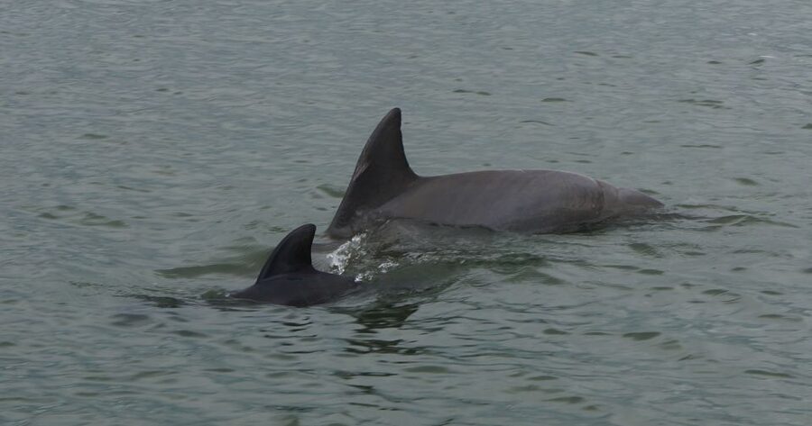 Hilton Head Island: Private Dolphin and Nature Tour - Captain Mark and the Lowcountry Master Naturalist Storytelling Style
