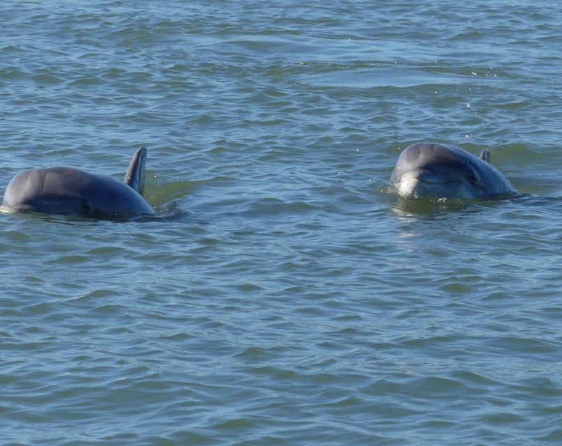 Hilton Head Island: Private Dolphin and Nature Tour - What to Pack: Water, Layers, and Motion-Sickness Reality