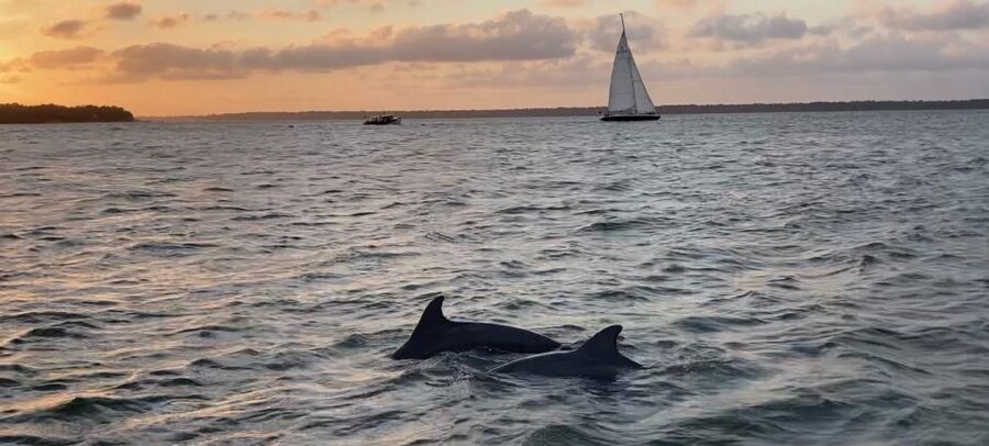 Hilton Head Island: Private Dolphin and Nature Tour - Price and Value: How $279 Makes Sense for a Private Boat