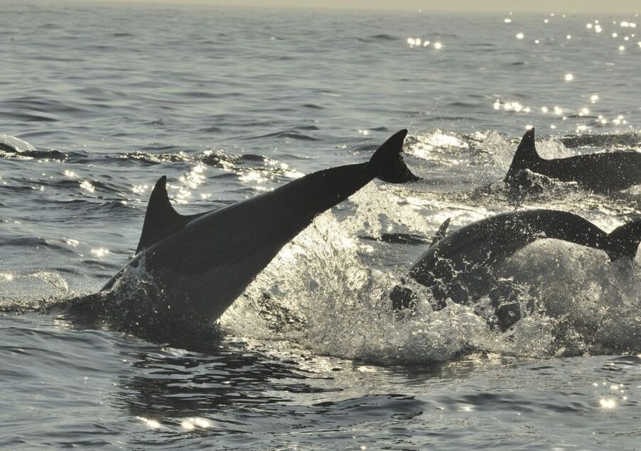 Hilton Head Island: Sunset Dolphin Cruise - Who this cruise is best for