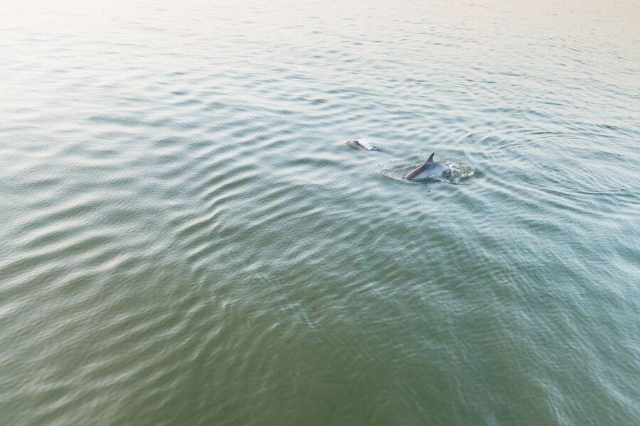 Hilton Head Island: Sunset Dolphin Cruise - The captain’s narration: how the info actually improves the sightings