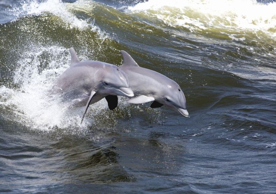 Hilton Head Island: Sunset Dolphin Cruise - Dolphins: what to look for and how to maximize your odds