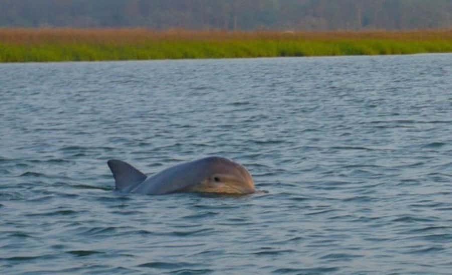 Hilton Head Island: Sunset Dolphin Watching Tour - Key things to know before you go