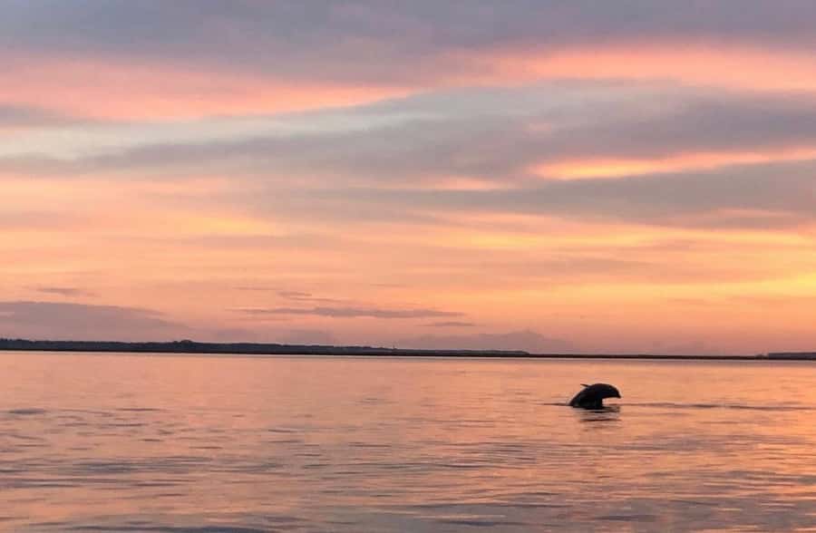 Hilton Head Island: Sunset Dolphin Watching Tour - Weather rules and motion sickness: the practical considerations that matter