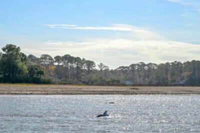 Hilton Head: Private Dolphins & Tubing Adventure - Meeting at Shelter Cove Marina and Getting on the Water Fast