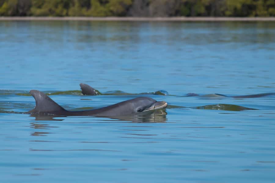 Hilton Head: Sunset Dolphin Cruise with Scenic Views - What You’ll Do During the Cruise (Step by Step)