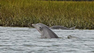 Hilton Head: Sunset Dolphin Cruise with Scenic Views - The 90-Minute Sunset Window That Keeps Things Fun
