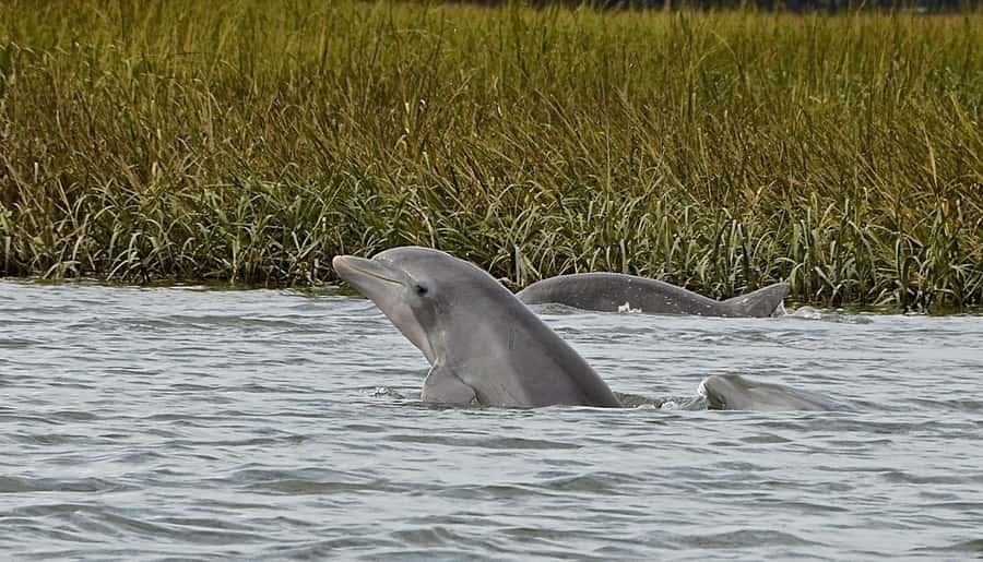 Hilton Head: Sunset Dolphin Cruise with Scenic Views - The 90-Minute Sunset Window That Keeps Things Fun