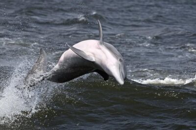 Hilton Head Sunset Dolphin Watching Cruise - Where You Start: Harbour Town Lighthouse Without the Headache