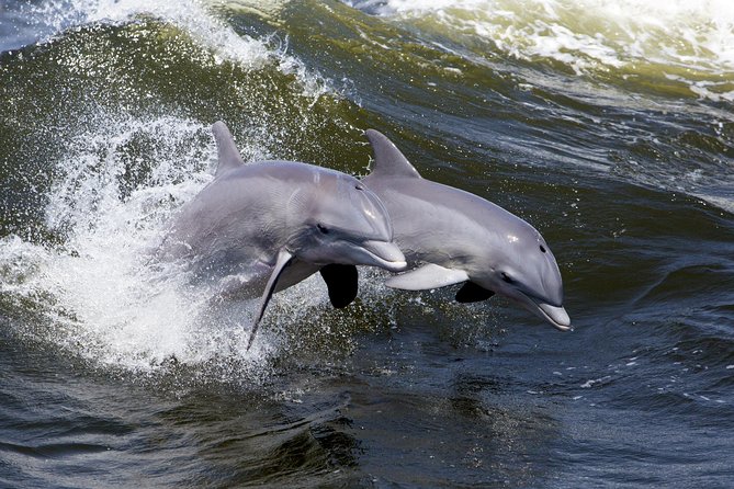 Hilton Head Sunset Dolphin Watching Cruise - The Wildlife Bonus: Birds You’ll Notice Once You’re Watching