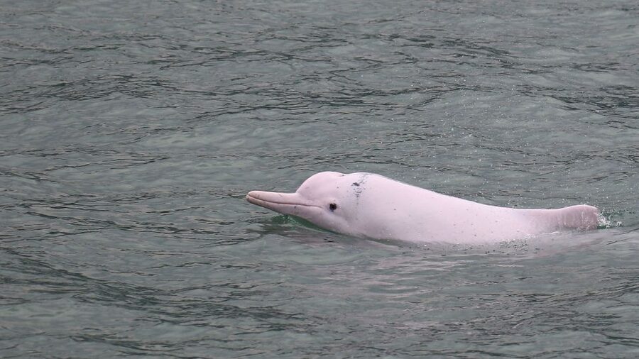Hong Kong: Dolphin Cruise, Big Buddha & Lantau Island Tour - Key highlights at a glance