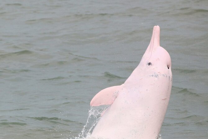 Hong Kong Dolphin Watch Tour - A half-day dolphin watch that starts in the real world
