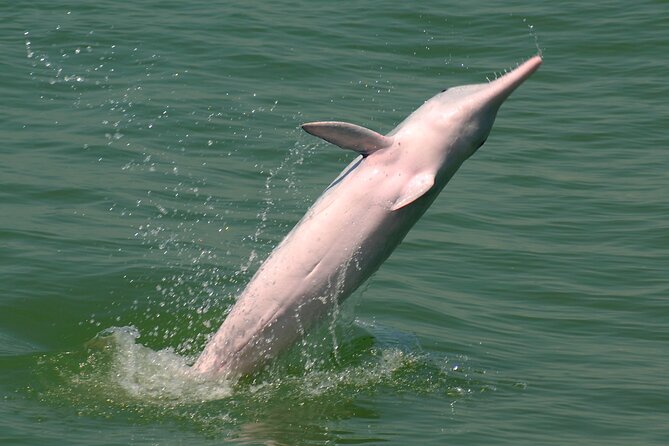 Hong Kong Dolphin Watch Tour - The sea bridge segment: when the route becomes a clue