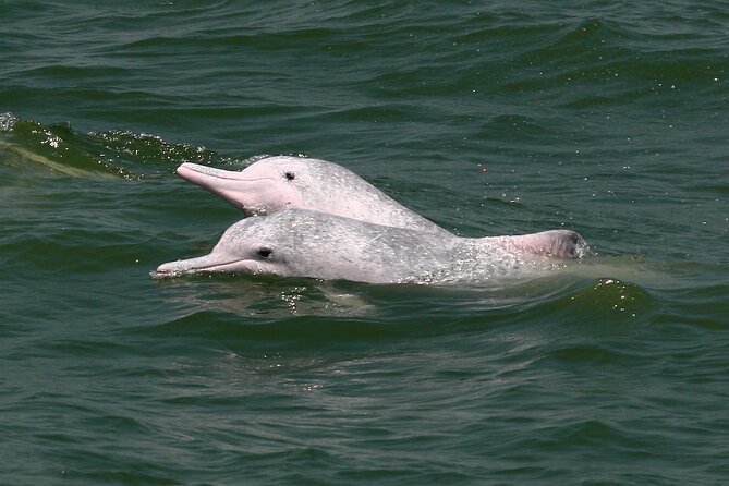 Hong Kong Dolphin Watch Tour - Boat comfort and safety: more than just getting on board