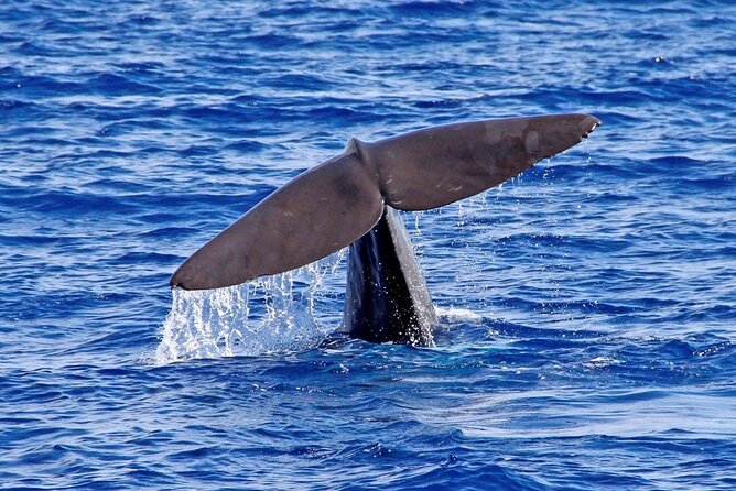 Hop-on Hop-off Bus Tour and Catamaran Whale & Dolphin Watching - Included Madeira wine and Bordal entry: value that goes beyond sightseeing